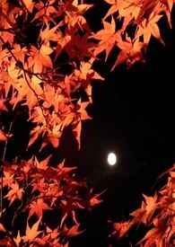 ����ĺ��