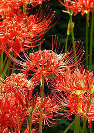 �ҷ�����